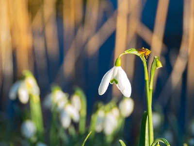 die Natur erwacht_10