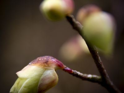 die Natur erwacht_12