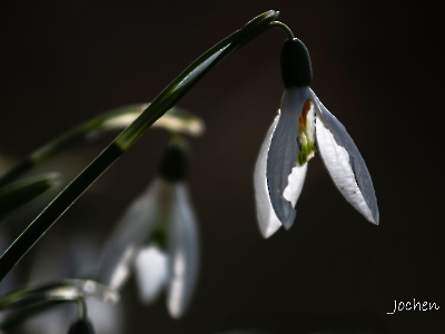 die Natur erwacht_1