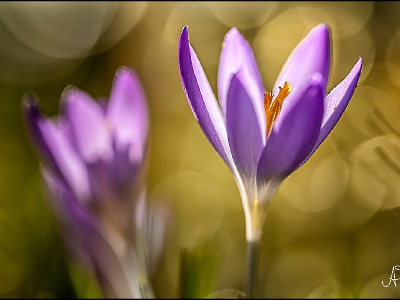 die Natur erwacht_2