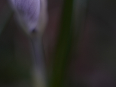 die Natur erwacht_5