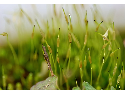die Natur erwacht
