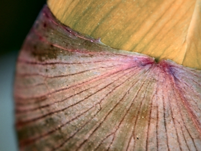 die Natur erwacht