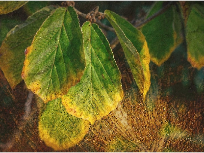 Mehrfachbelichtung_30