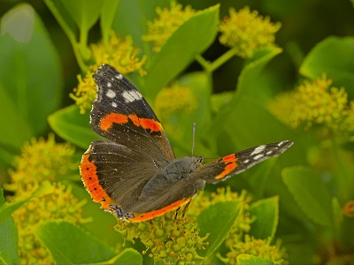 Makro_1